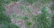 Tips for planting starts of cool-season vegetable plants