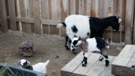 Cabras que se desmayan: entre la genética, el espectáculo y la ética del entretenimiento animal
