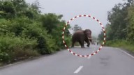 Elephant creates panic in Ganjam, locals accuse Forest Department officials of inaction