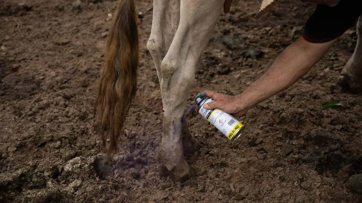 Alcalde de Ixtaczoquitlán desconoce notificación oficial sobre caso de gusano barrenador en la región