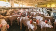 El sobrecosto por transportar carne llega hasta el 150 % por el cierre de la Vía al Llano: Porkcolombia