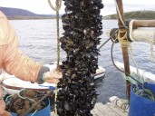 Respaldo científico para el cultivo de mejillón en Tierra del Fuego