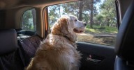 Drivers face £5,000 fine for simple mistake they make with dogs in the car