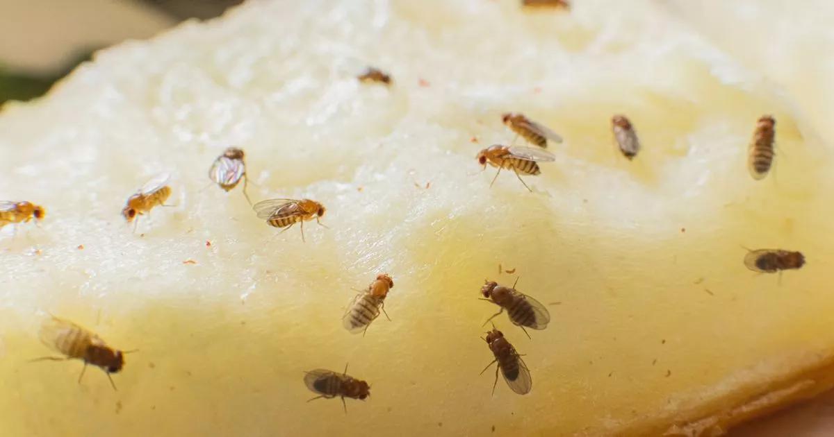 Homemade '2-minute' trap effectively banishes pesky fruit flies from home