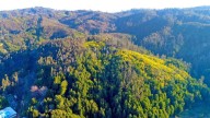 Bosque mediterráneo: un ecosistema único en peligro en la región