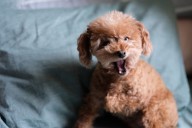 Owner Can't Cope With What Poodle Learns To Do Instead of Bark: 'Crying'
