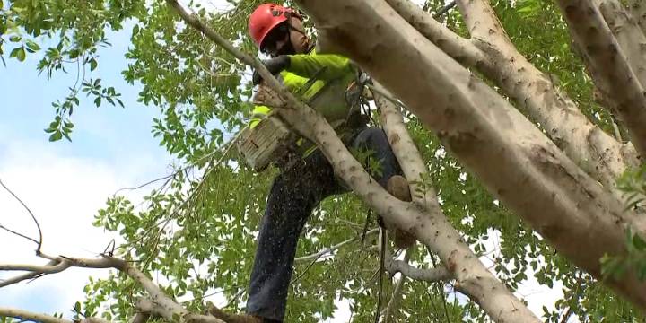 Cleanup crews removing downed trees, debris in Tempe after monsoon storms