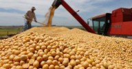 Especialistas del sector agropecuario señalaron que la quita temporal de retenciones benefició únicamente a...