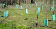 Tras megaincendio del 2024: realizan nueva jornada de reforestación en la Reserva Nacional Lago Peñuelas