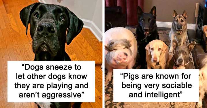 40 Lesser-Known Facts About Animals That Made People Say ‘Aww’ (New Pics)