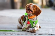 “Manchas”, el perro que detecta fugas de agua: cómo le hace