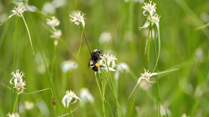 The Easy Way To Attract Pollinators To Your Yard Using An Affordable Gardening Essential