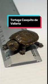 “Pequeña gigante: nace en cautiverio tortuga de Vallarta, la más diminuta del mundo”