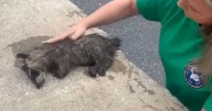 Letcher County nurse revives drunk raccoon found in dumpster with CPR