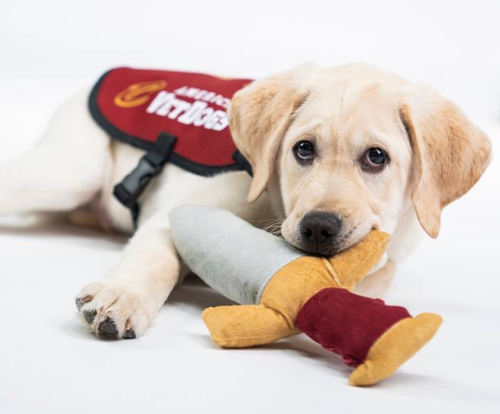 Westfield golf benefit to help pay for service dogs for stricken veterans