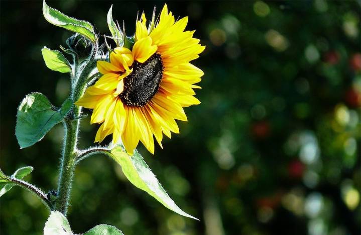 Flor Guinness World Records: el girasol más alto del mundo mide 11 metros y está en Estados Unidos