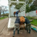 RESISTENCIA:  Para Resguardar A Los Animales Y Mantener El Orden Del Tránsito, Secuestraron Dos Equinos Sueltos En La Vía Pública