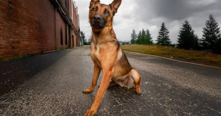 K9 Chase in Massac County to get protective vest