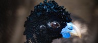 Cada polluelo, una victoria: así avanza la conservación del Paujil de pico azul