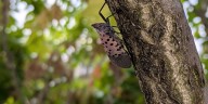 Invasive spotted lanternfly found in Knox County, TN agriculture department says