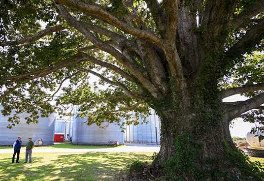 Indiana Tree Recognized as Largest of its Species in the Nation