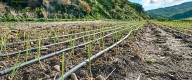 Cada gota cuenta: ¿Cuáles son los beneficios y desafíos del riego tecnificado?