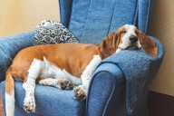 8 Calmest Dog Breeds, According to Veterinarians