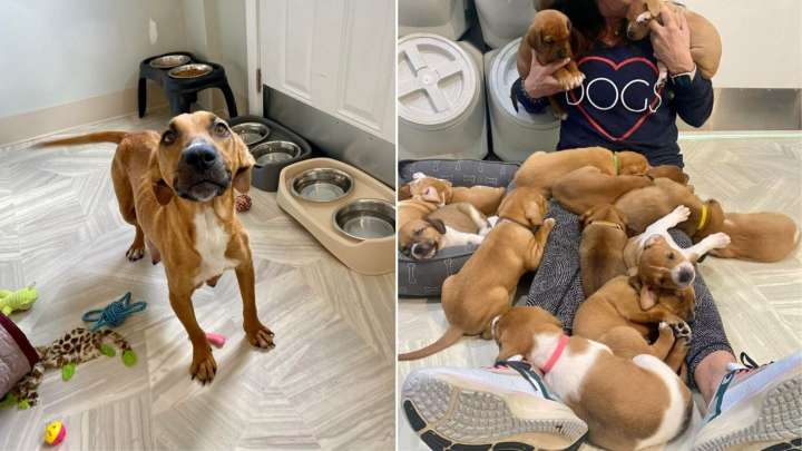 Virginia Rescue Dog Stuns Volunteers After Giving Birth To A Record