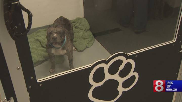 Westbrook shelter facing challenges keeping up with pet surrenders, abandonments