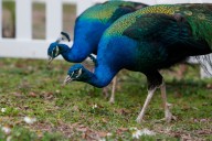Florida man arrested after eating pet peacocks: report