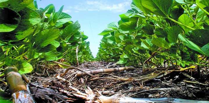 La agricultura sustentable apuesta a la Inteligencia artificial