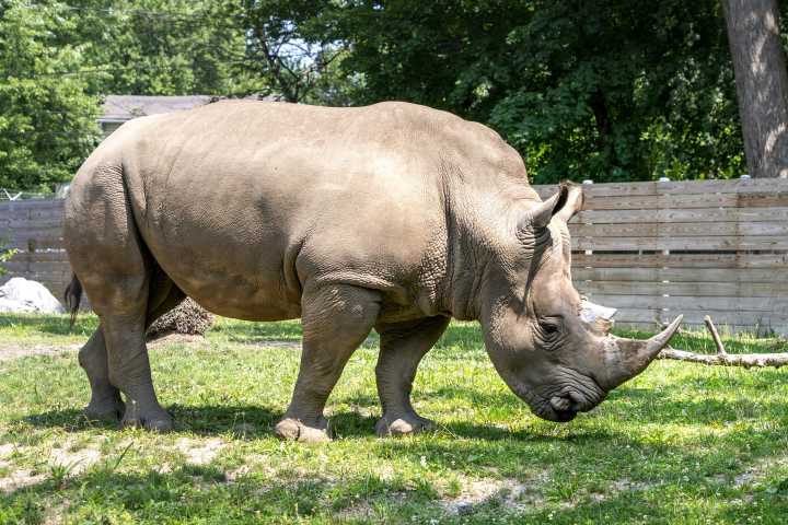 Potawatomi Zoo’s southern white rhino to be moved