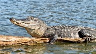 Weird weather tales: How gators deal with extreme heat, freezing cold