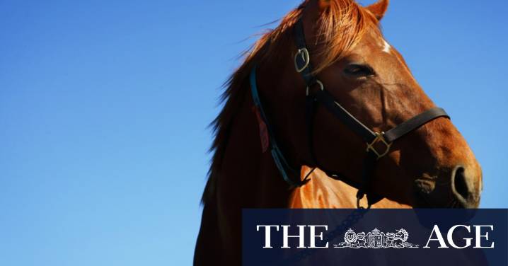 Pimlico set for big-money maiden at Canterbury