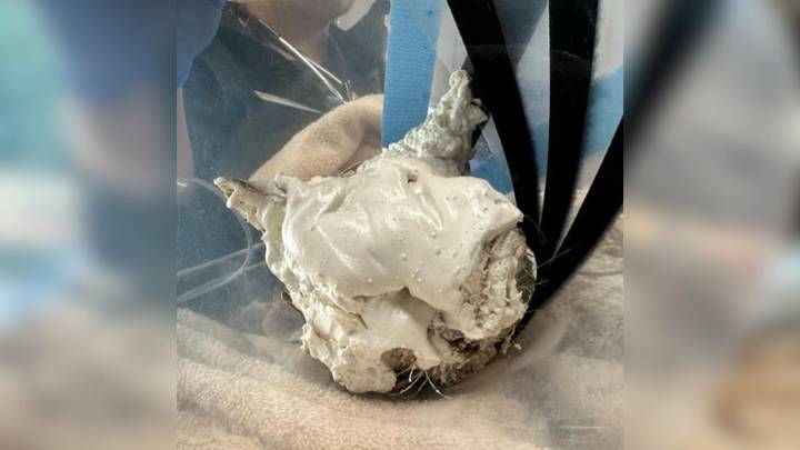 Massachusetts ER Vets Shocked When They Discovered What Was Hiding Beneath The Foam