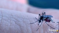 El mosquito tigre se expande: dos de cada tres españoles ya viven expuestos a su picadura