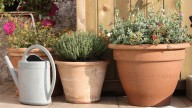 More And More Gardeners Are Using Containers To Grow Plants, And Here's Why