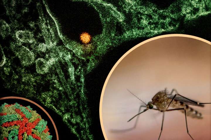 Overnight Mosquito Spraying Set For Brooklyn Neighborhoods