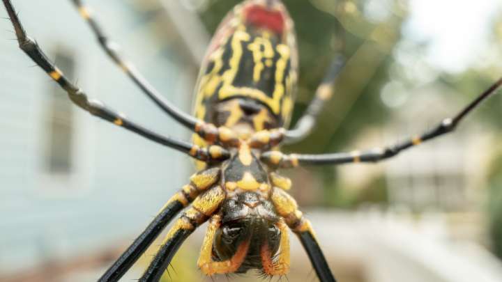 Great Smoky Mountains Has A Spider Problem: Visitors Are Being Warned Of The East Asian Species