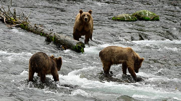 Fat Bear Week: Here's what you should know