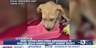 BGWC Humane Society seeing more parvo cases