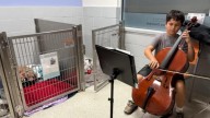 Students perform classical music for shelter animals