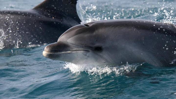 Estas ballenas podrían esconder la clave para desarrollar nuevos tratamientos y fármacos contra enfermedades