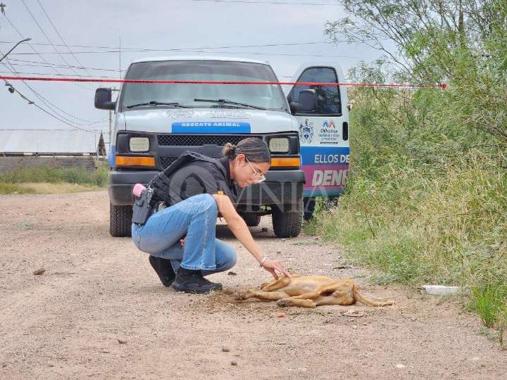 Detienen a sujeto por golpear brutalmente a un perrito