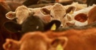 CNA: Apoyo del gobierno para producir carne es positivo, pero se queda corto