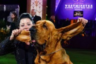 Lake County man to judge at 150th Westminster Kennel Club Dog Show