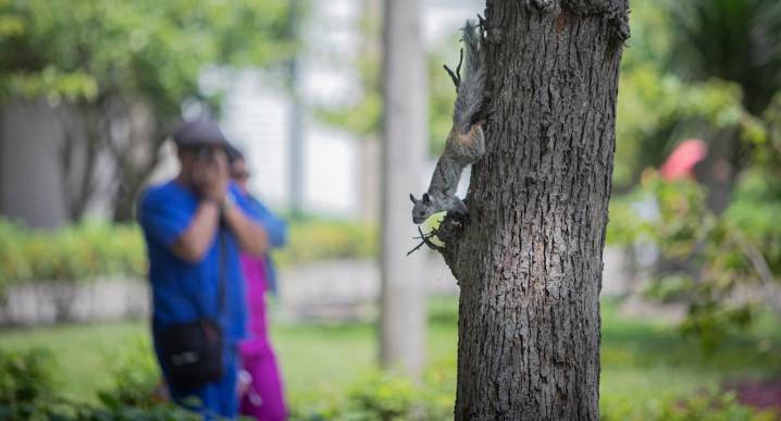 Invasión de ardillas en Lima: ¿Qué severas multas plantean los municipios para evitar que se conviertan en plagas? | Ardillas | Plaga | Multa | Residencial San Felipe | Jesús María | San Isidro | Pueb