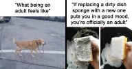 Funny Adult Memes To Have You Rolling On The Floor Laughing