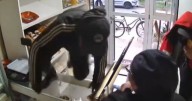 Entraron a robar a una conocida panadería: pidieron pan y terminaron llevándose todo