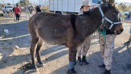 Imputaron a un hombre por maltrato animal tras secuestrar mulares con heridas sangrantes